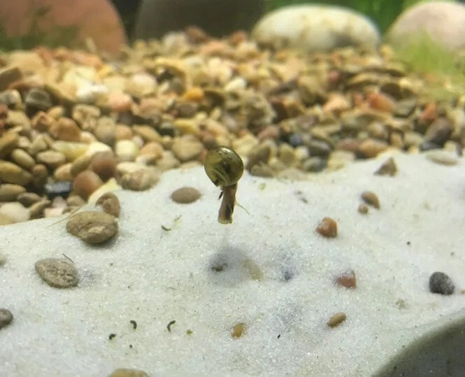 🐌 Why is My Aquarium Snail Floating? Aquanswers