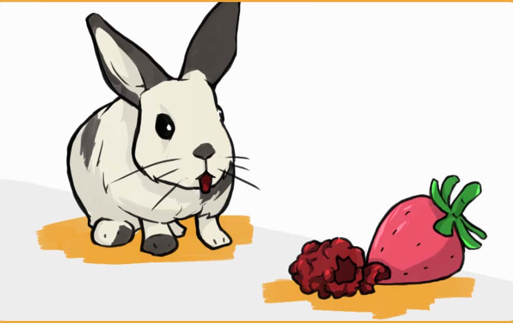 Rabbit Diet 101 What To Feed Your Rabbit The Bunny Lady