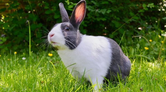 How do you give rabbits water? House Rabbit Hub (2022)