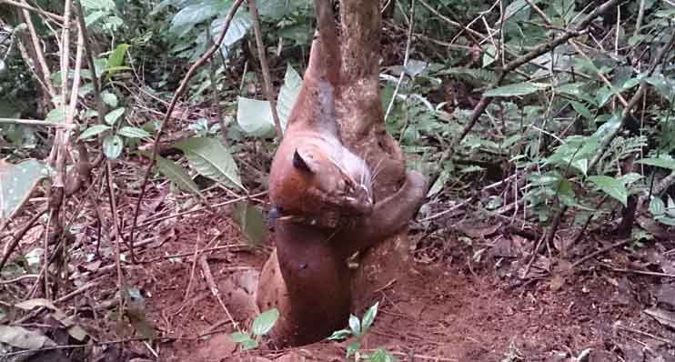 Kaki Luka Parah, Kucing Emas Jalani Observasi di Kebun Binatang Bukittinggi