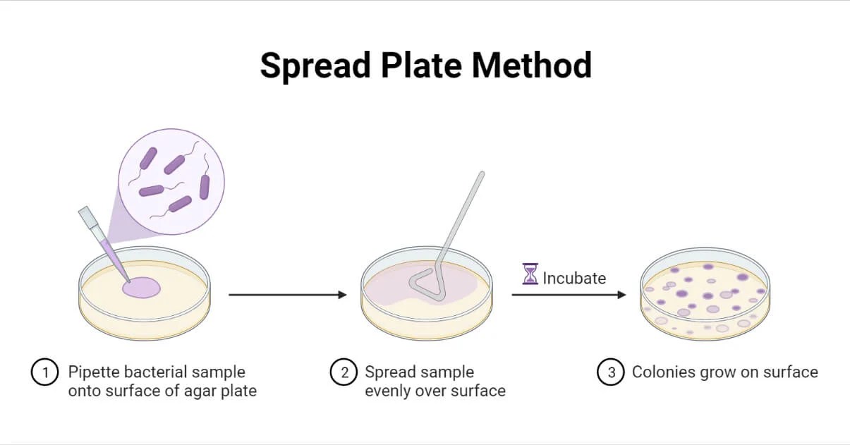 Spread Plate Method Definition, Principle, Procedure, Uses (2022)
