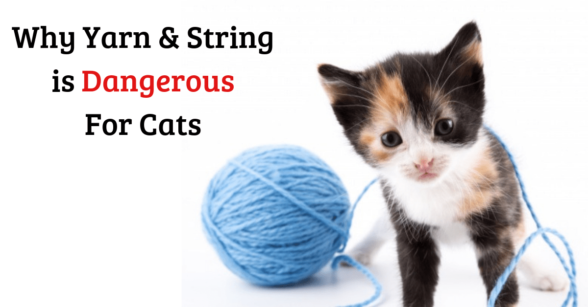 Why Yarn & String Are Dangerous for Cats National Kitty