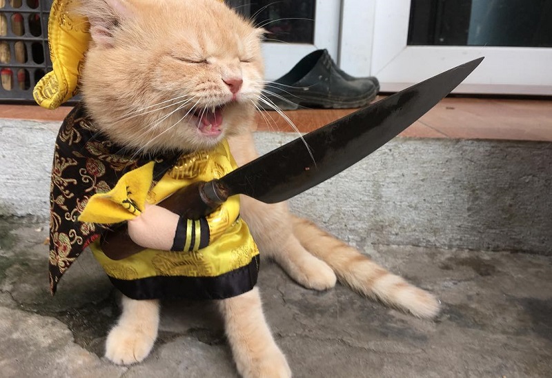 Vietnamese Cat Named 'Dog' Sells Fish While Wearing Cute Costumes