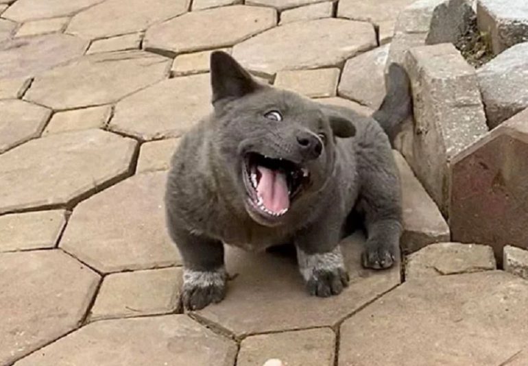 Hmong Puppy is the Derpy Dog You Never Knew Existed
