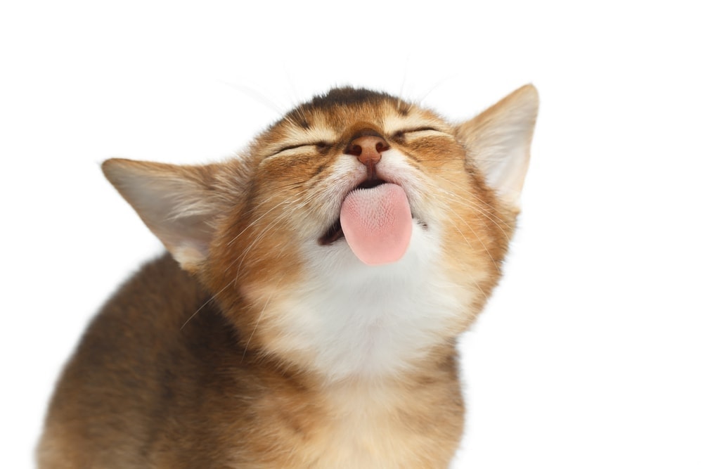 6 Reasons Why Your Cats is Licking Plastic » Petsoid