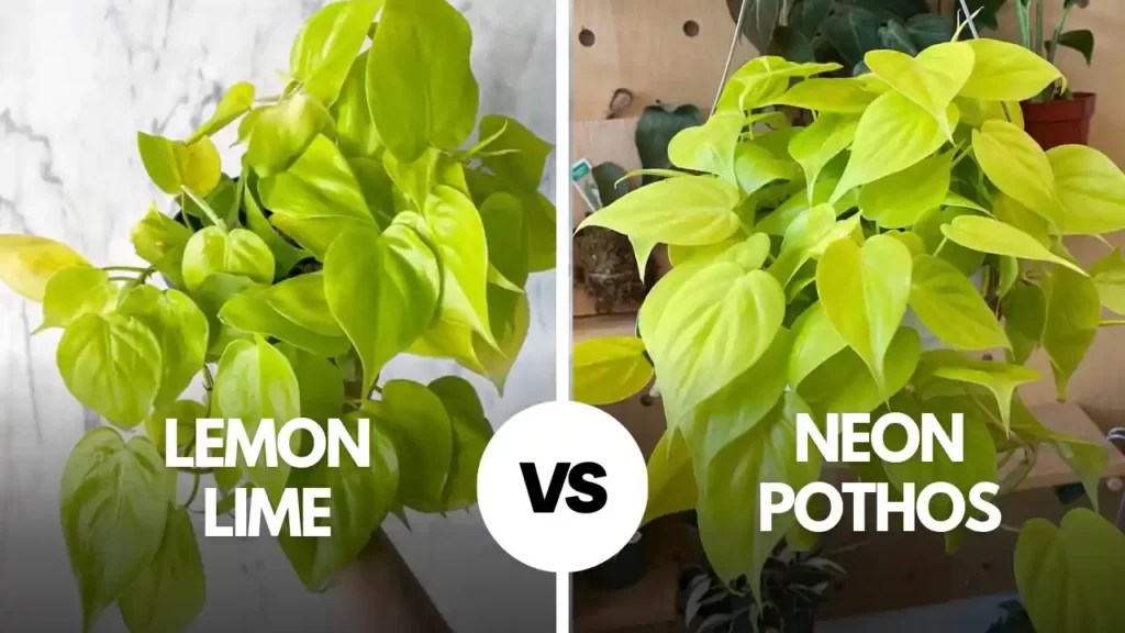 Lemon Lime Philodendron Vs. Neon Pothos