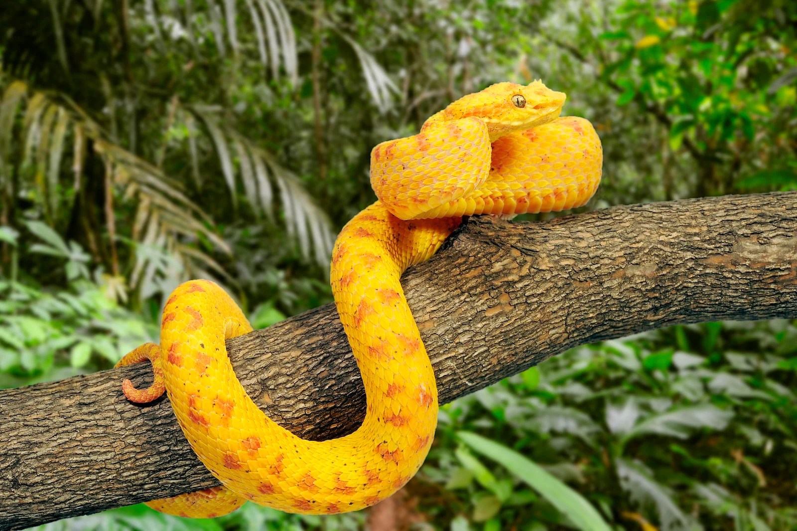 54 Most Colorful Snakes in the World (2023)