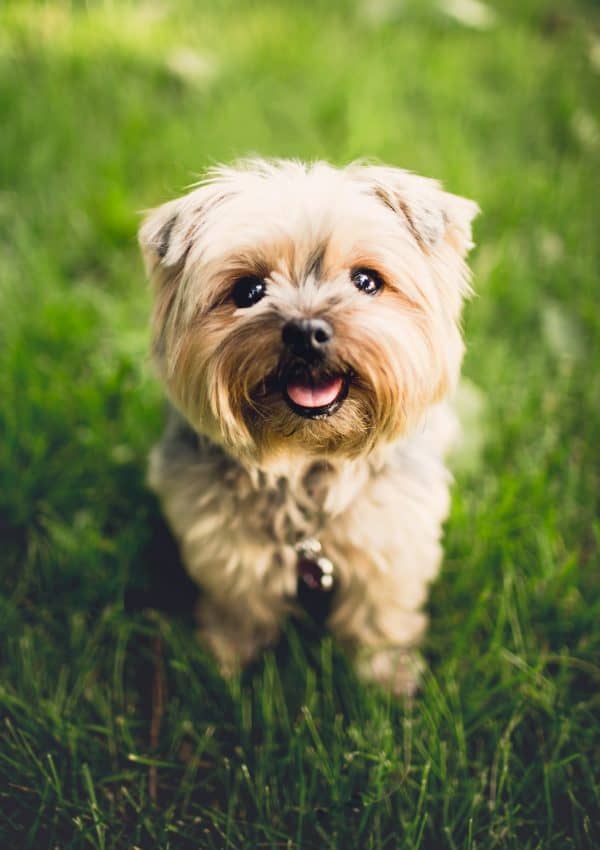 40 Beautiful Dog Names That Mean Hope (2022)