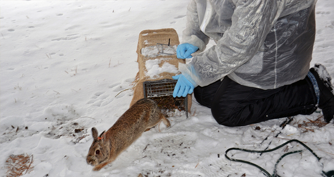 What Do Rabbits Do in Winter? Lincoln Park Zoo