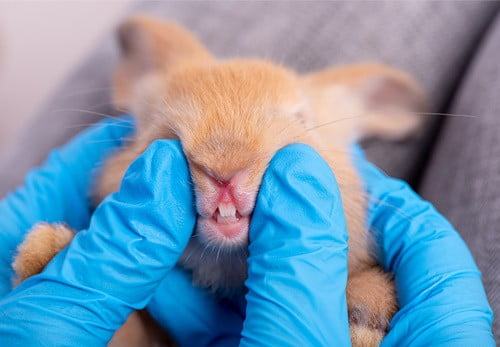 How to Fix Rabbit Teeth Discoloration (Yellow, Brown, and