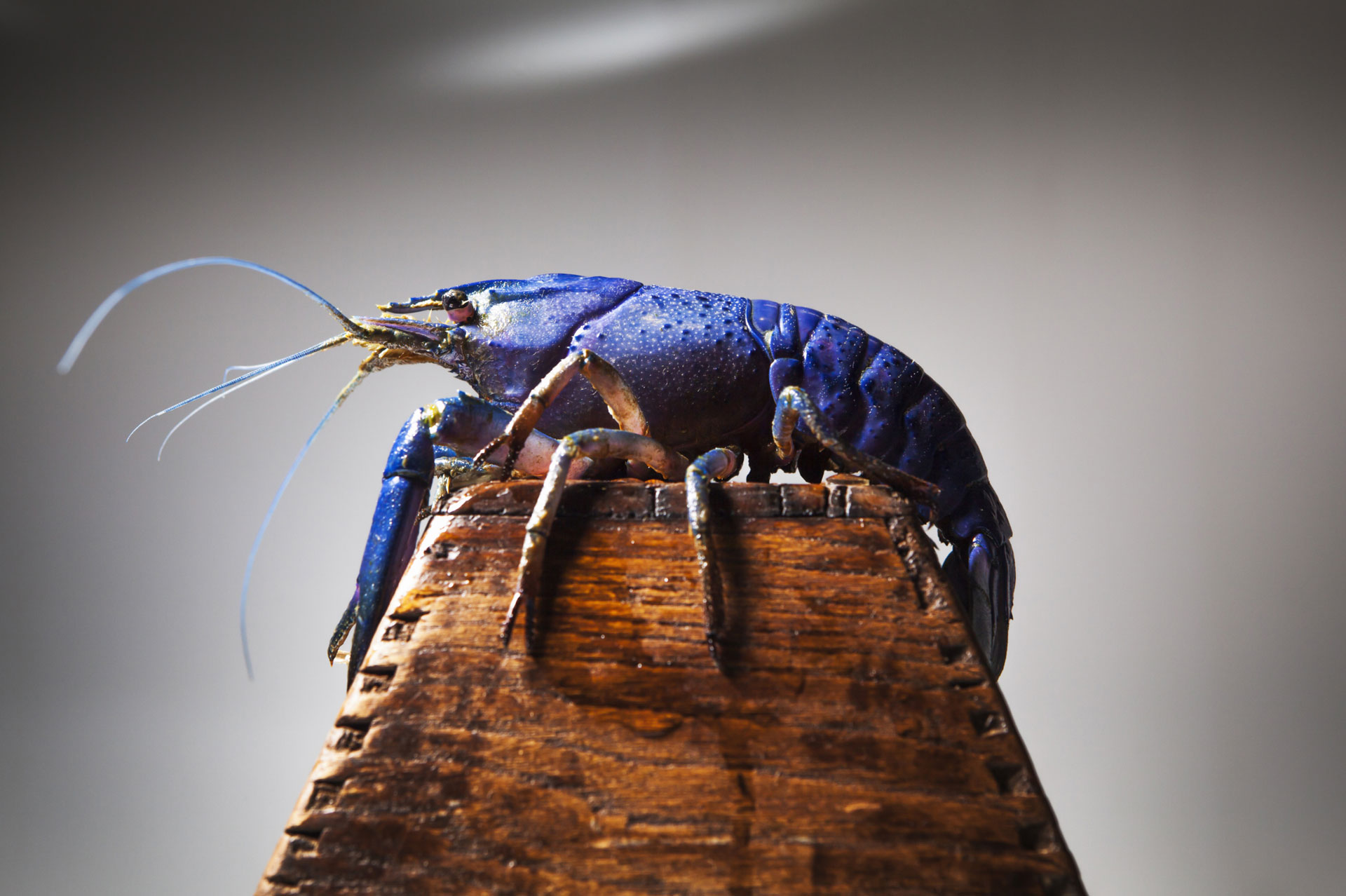 6 Aquatic pets that arent fish LoopBlog