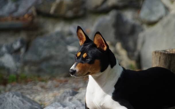 Basenji Puppy Cost in 2022 The Pricer (2022)
