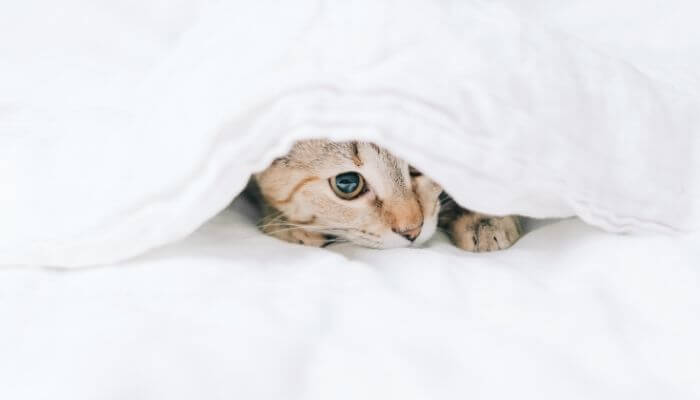 Can Cats Breathe Under Blankets? Tuxedo Cat (2022)