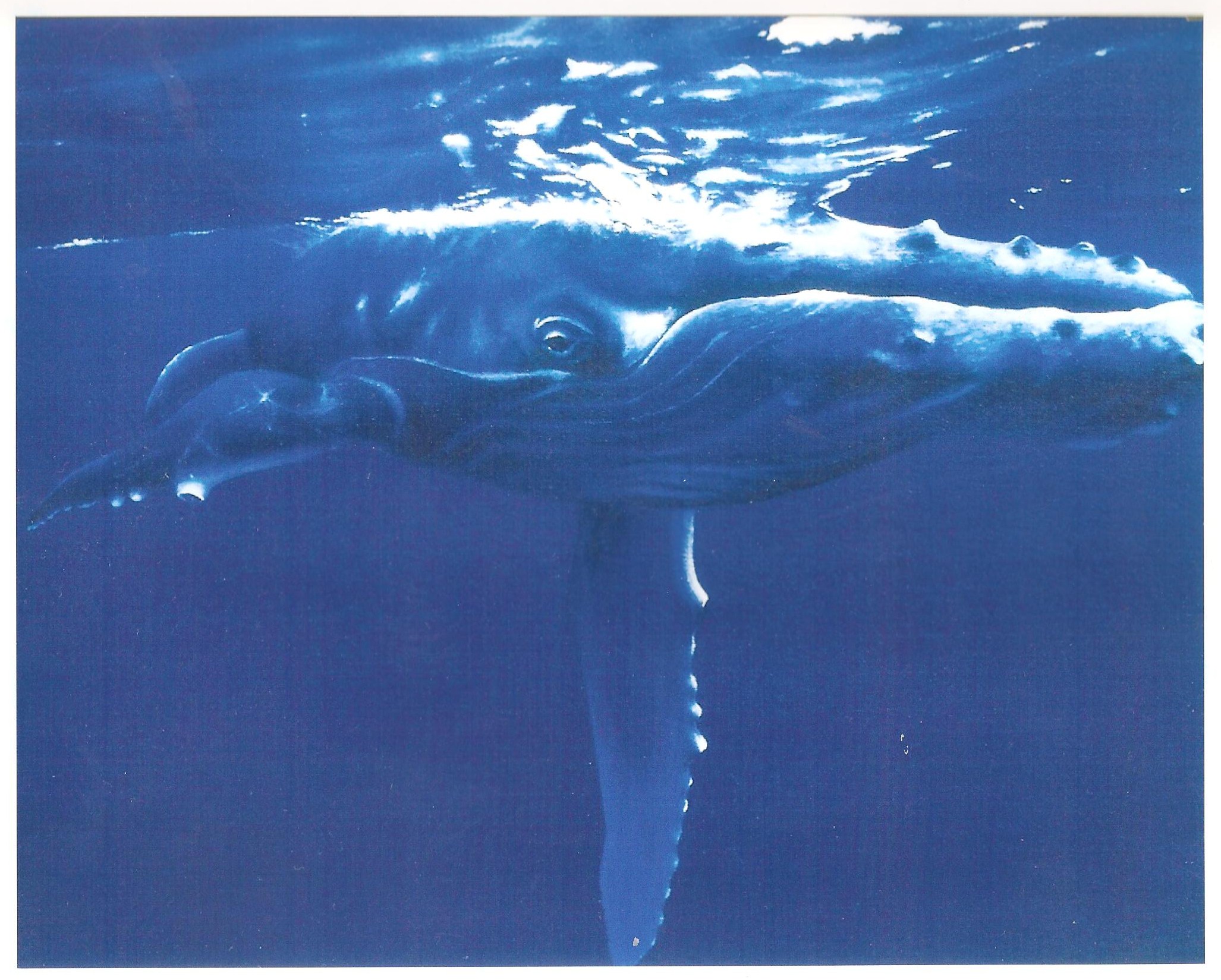 Blue Whale from SwampertLover hosted by Neoseeker