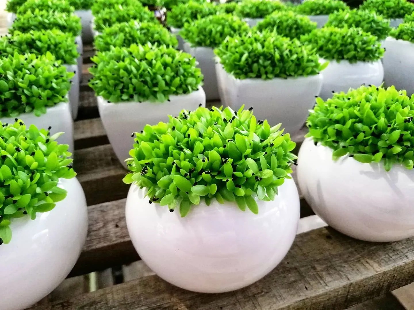 DFS White Round Cute Plants Seedlings Plant Pot Plants