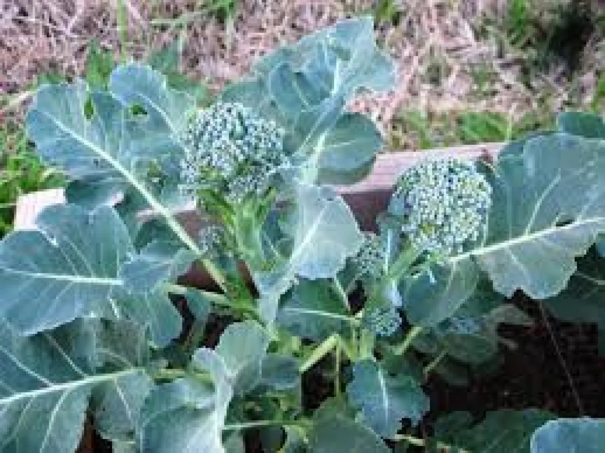 Calabrese Broccoli Italian Seeds (Brassica Oleracea) My