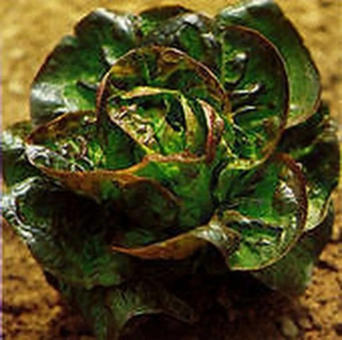 Rougette de Montpellier Lettuce Seeds (Lactuca sativa var. longifolia