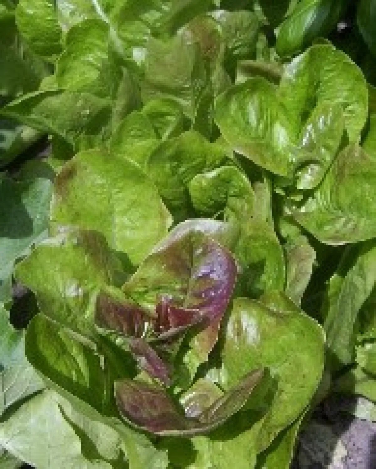 Rougette de Montpellier Lettuce Seeds (Lactuca sativa var. longifolia