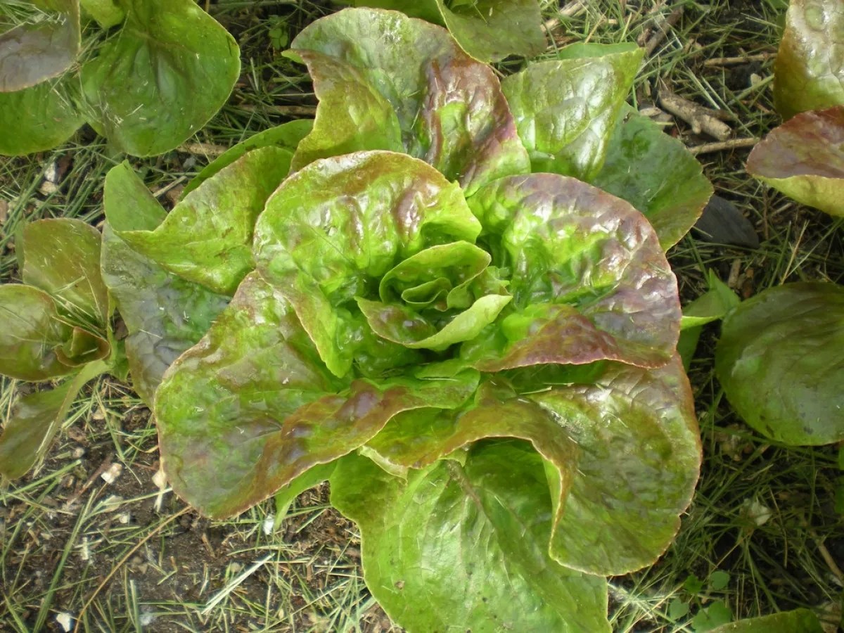 Rougette de Montpellier Lettuce Seeds (Lactuca sativa var. longifolia