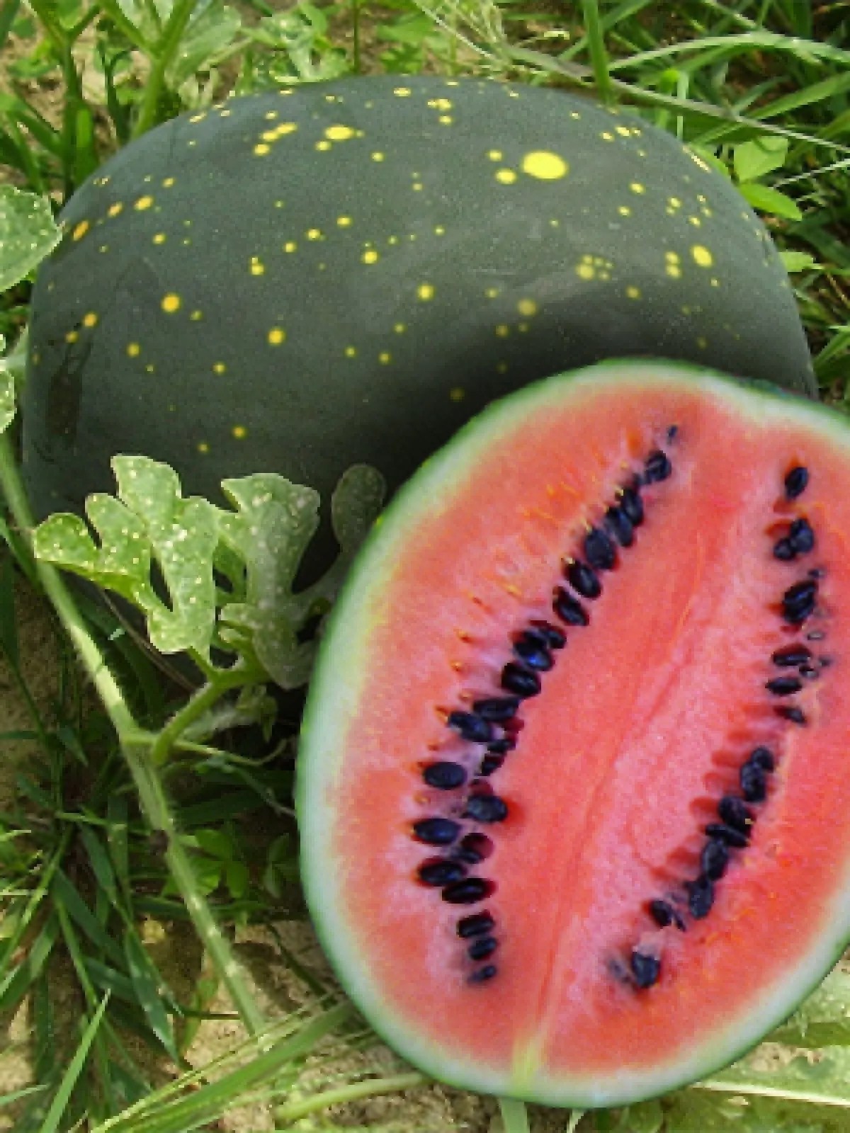 Moon & Stars Watermelon Seeds (Citrullus Lanatus) My Lestary Seeds