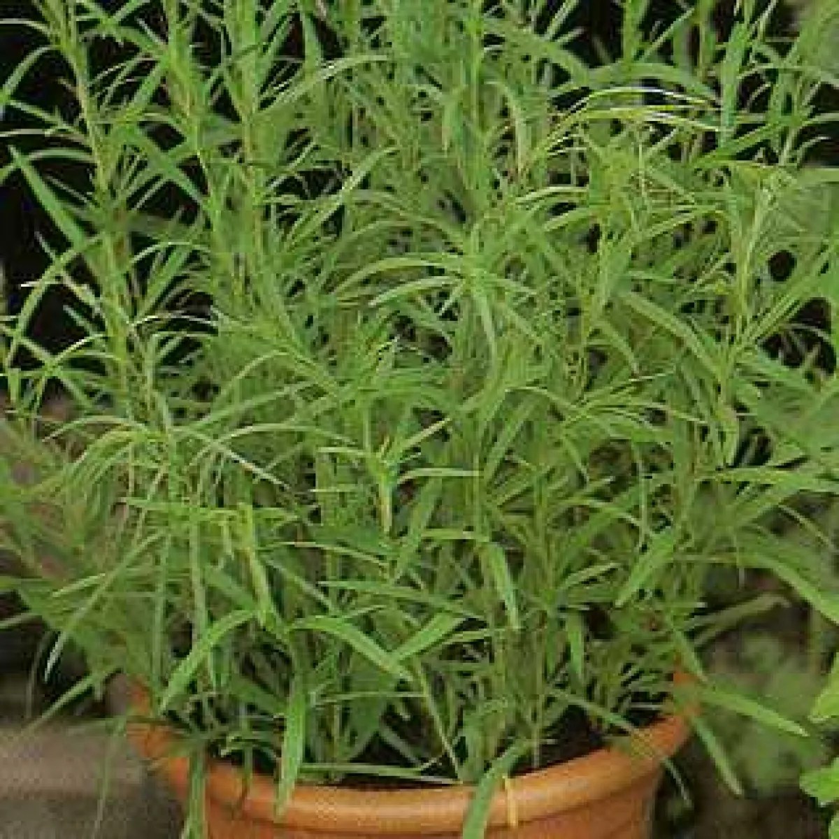 Tarragon Seeds (Artemisia Dracunculus) My Lestary Seeds