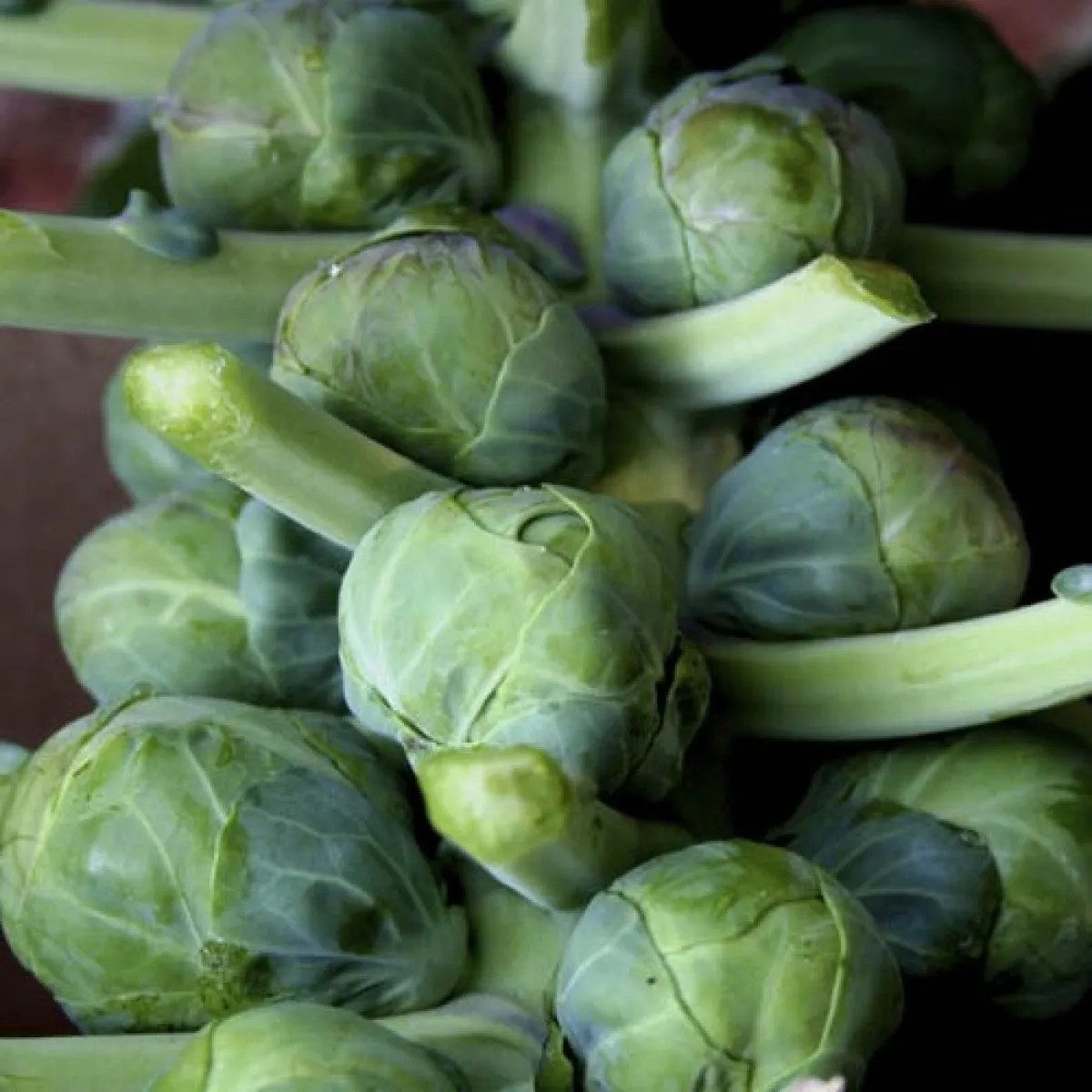 Catskill Brussels Sprout Seeds (Brassica Oleracea) My Lestary Seeds