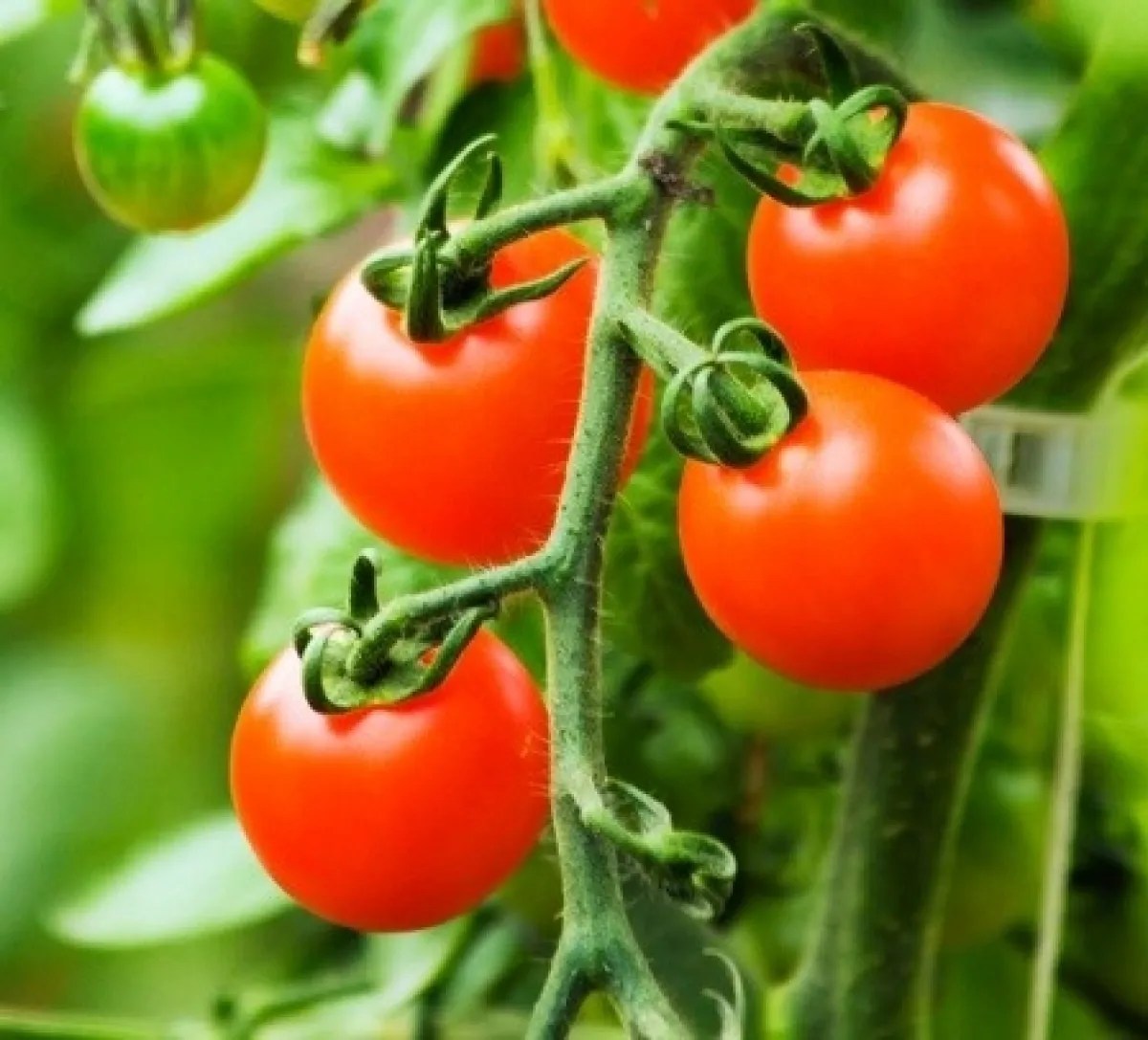 Large Red Cherry Tomato Seeds (Lycopersicon Esculentum