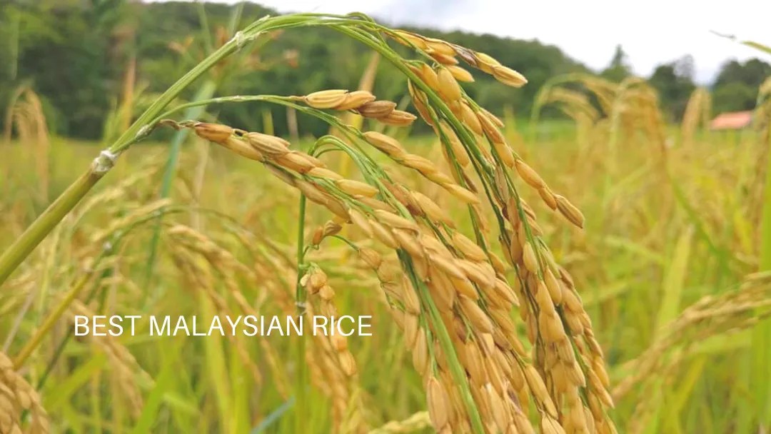Which rice in Malaysia is best for you? Langit Collective