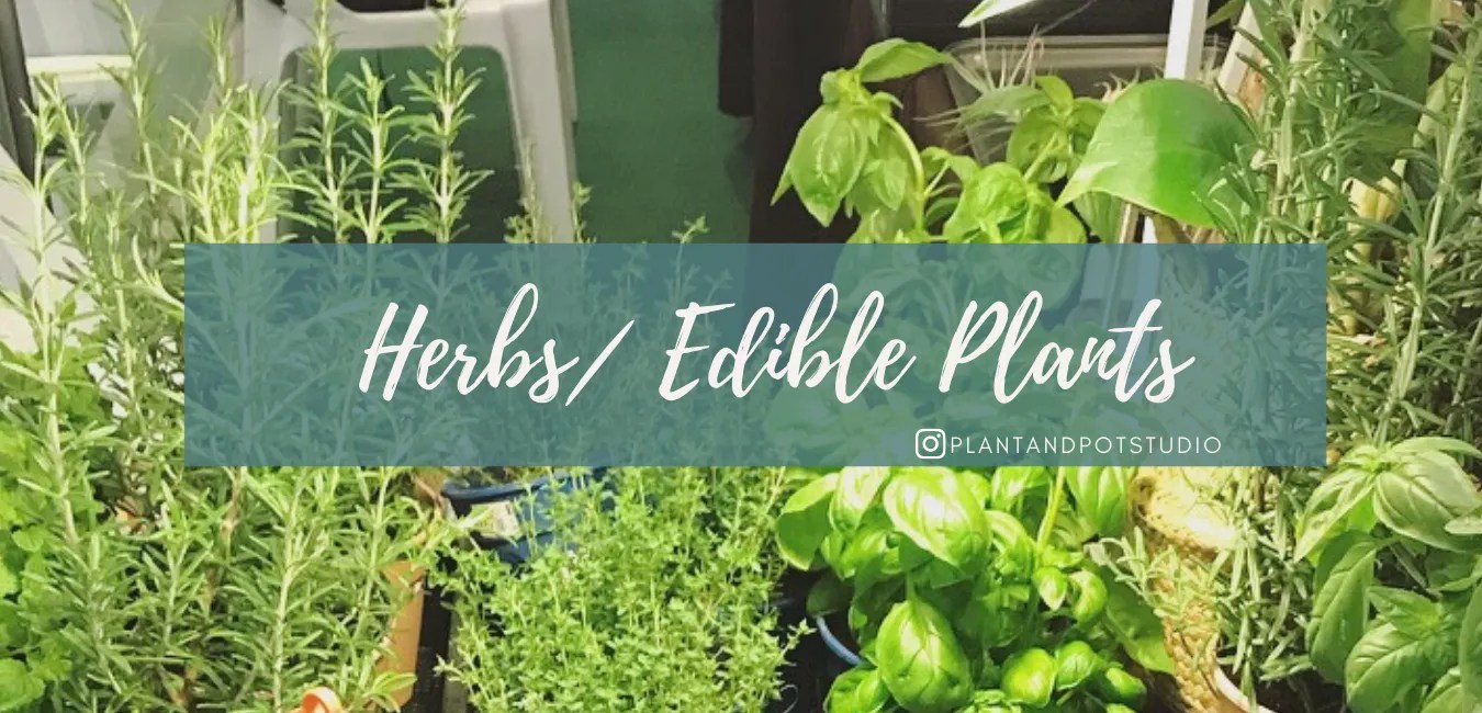 Herbs/ Edible Plants PLANT & POT STUDIO