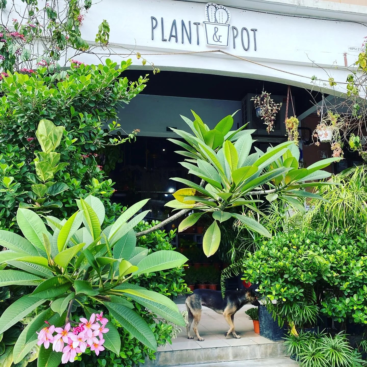 PLANT & POT STUDIO