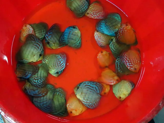 Assorted Discus 2" (Buy 5 Free 1) Penang Sea Garden Aquatic
