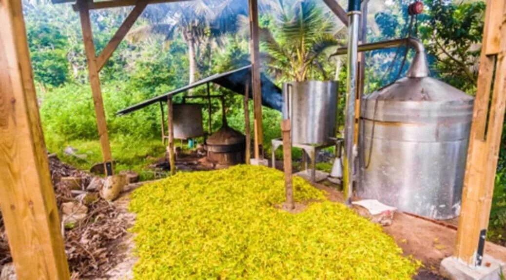 Essential Oil Extraction 101 Joy of Oiling Plant Therapy Malaysia