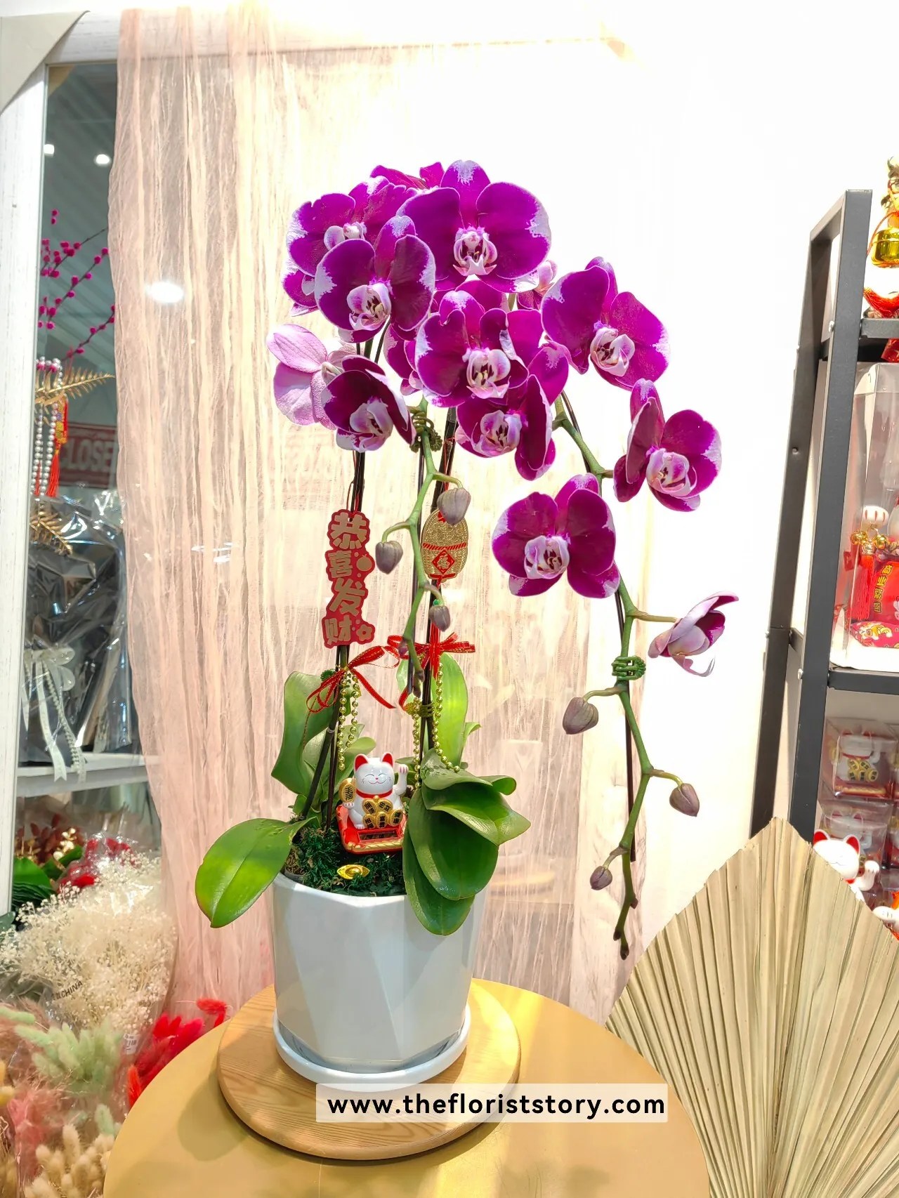 Phalaenopsis Orchid ( PreOrder before 2days Only Send Johor Bahru