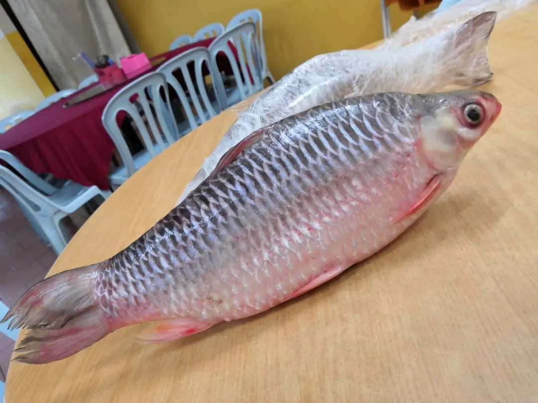 River Fish Malaysia Wild Caught River Fish Pahang Sarawak Empura
