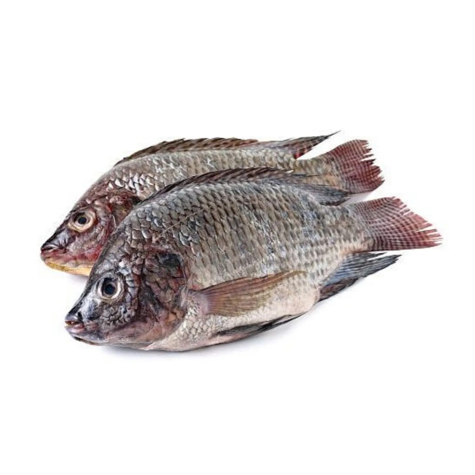 Live Tilapia Citimart