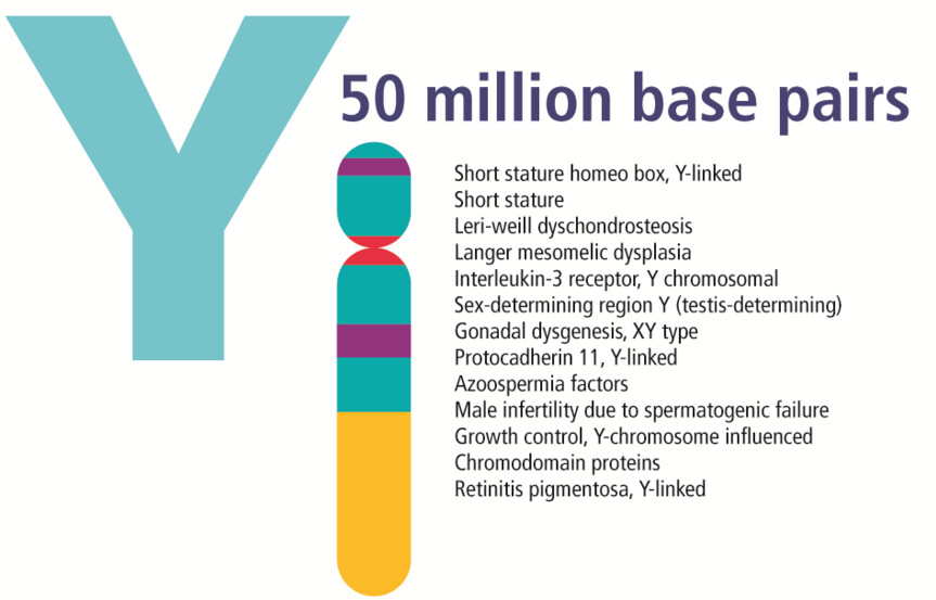 How Are Changes in the Y Chromosome Related to Health Conditions? StoryMD