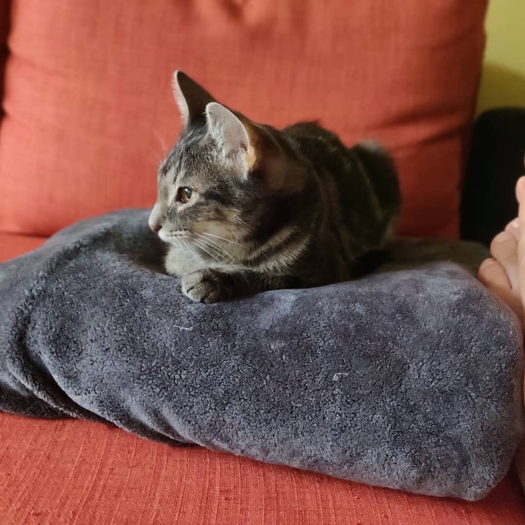 The week in kittens October 12, 2019 Temporary Kittens
