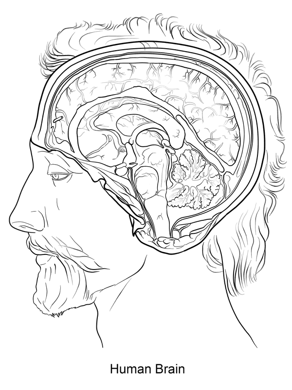 Biology 600 Free Printable Coloring Pages