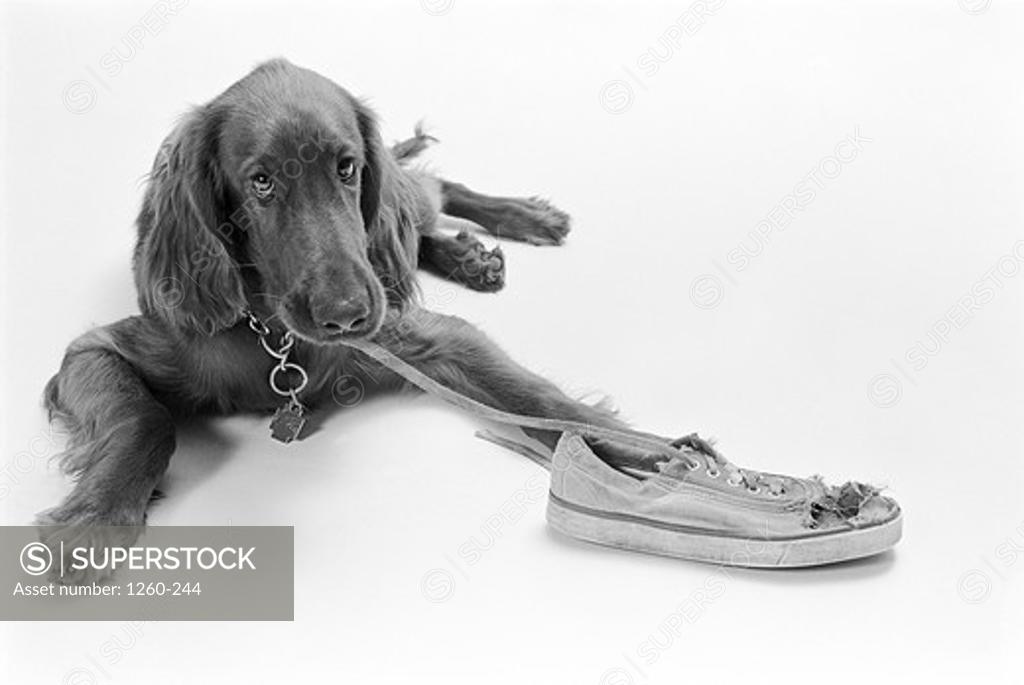 Dog chewing on a shoe lace SuperStock
