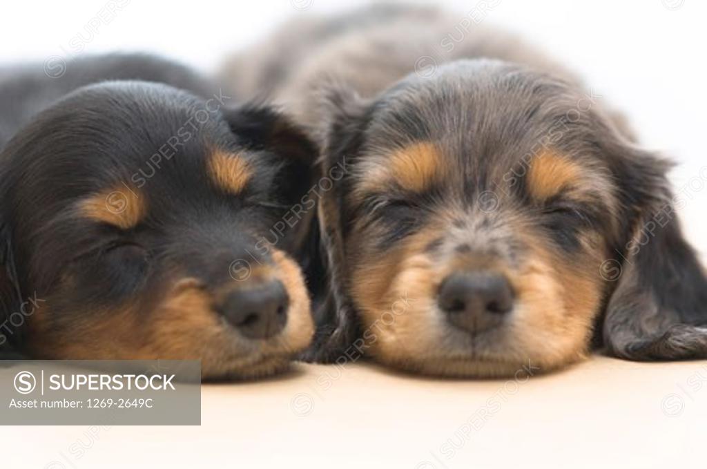 Closeup of two dachshund puppies sleeping together SuperStock