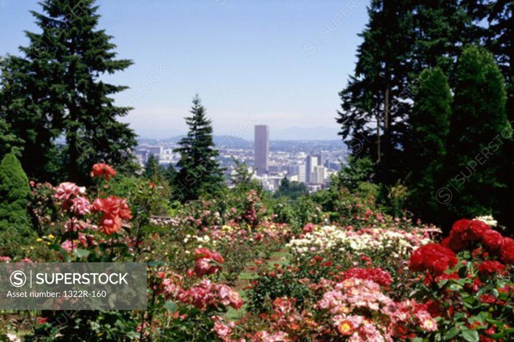 Flowering plants, Portland, Oregon, USA SuperStock