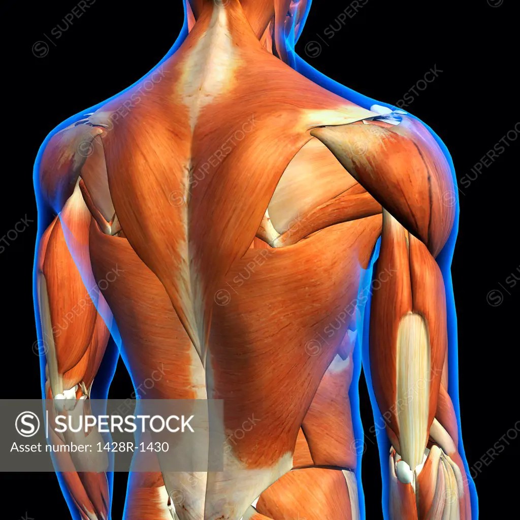 Rear View of Male upper back muscles anatomy in blue XRay outline