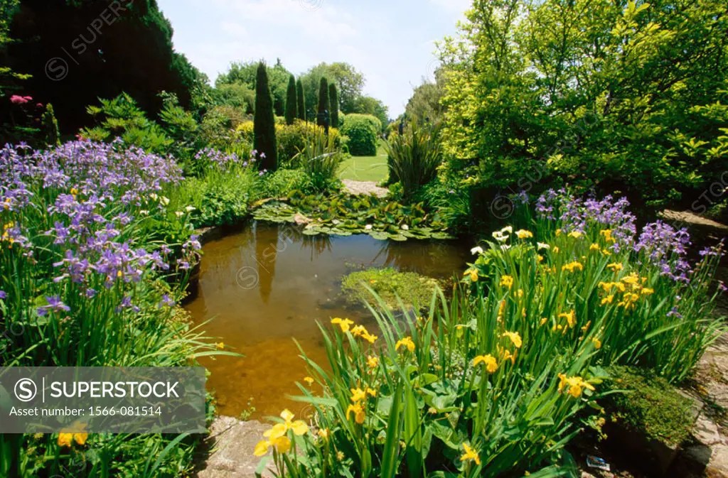Pond and water plants in Barnsley House. Cirencester. Gloucestershire