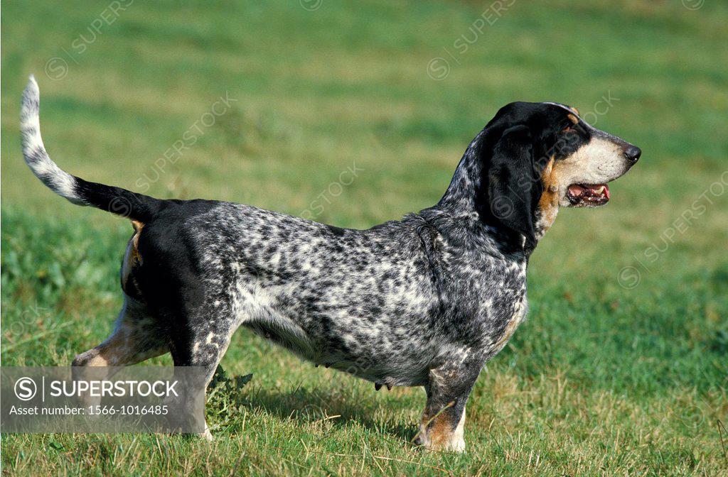 Gascony Blue Basset or Basset Bleu de Gascogne, Adult standing on Grass