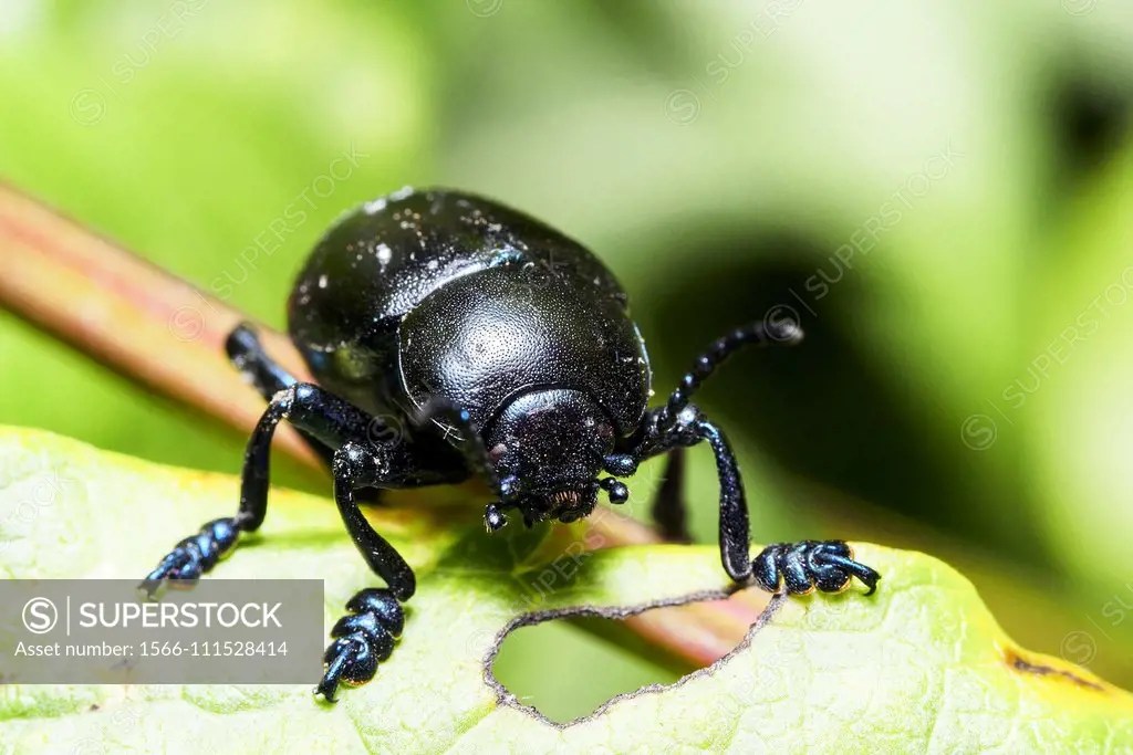 bloodynosed beetle (Timarcha tenebricosa), also called blood spewer or