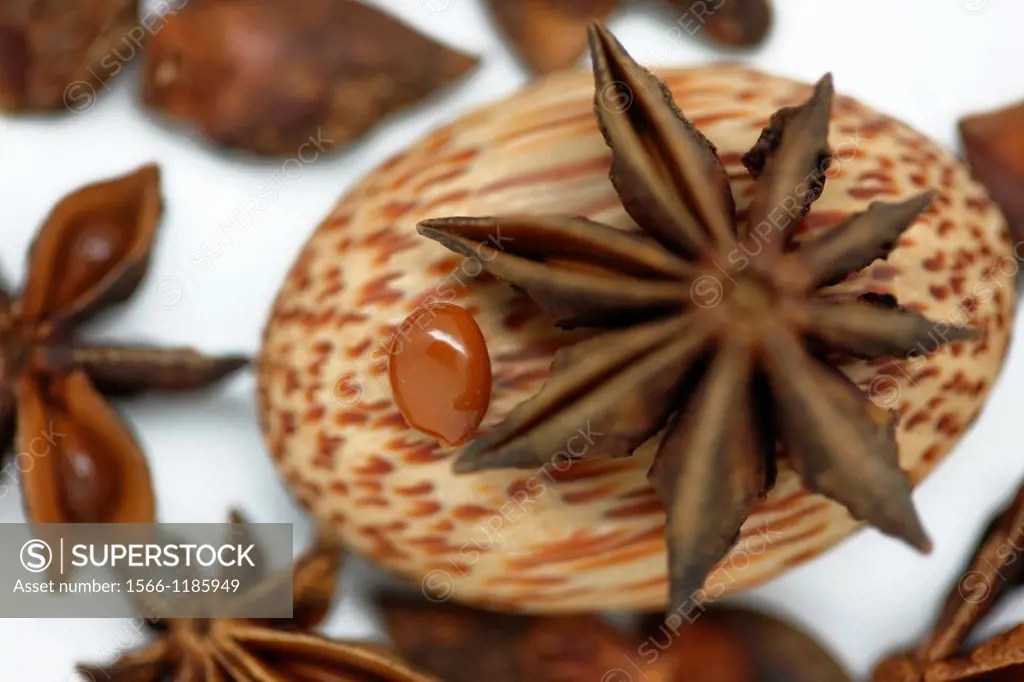 star anise seed with its distinctive flavour of aniseed SuperStock