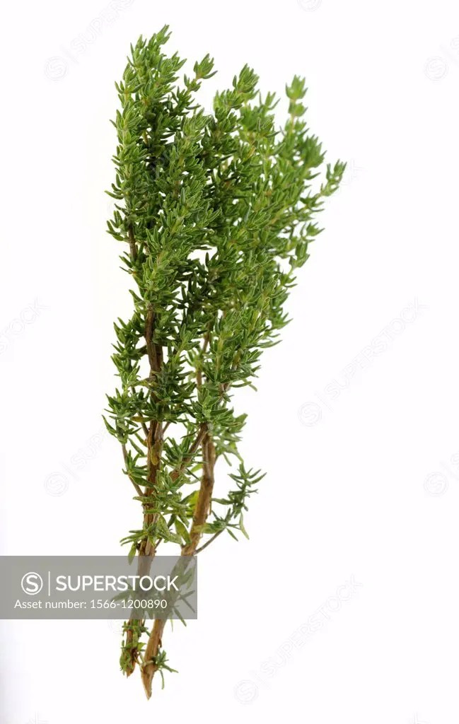 CULINARY HERBS HERB THYME Thymus vulgaris One of the most popular herbs