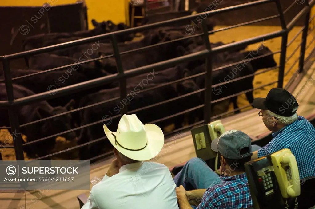 USA, Oklahoma, Oklahoma City, Oklahoma National Stockyards, cattle
