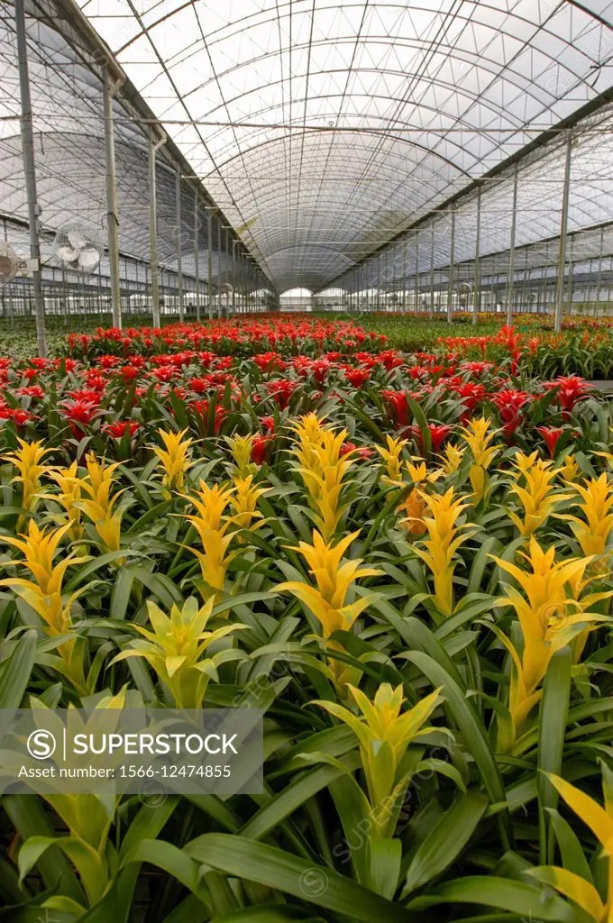 Florida, USA Greenhouse production at Kerry´s Bromeliads. SuperStock