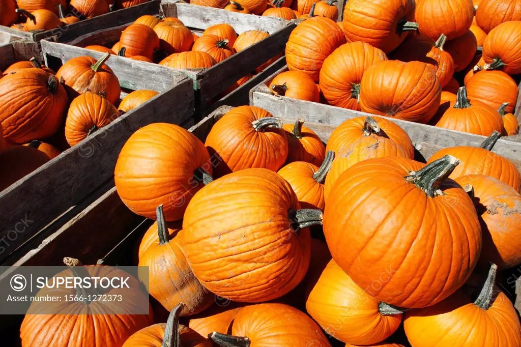 Bins full of pumpkins at a farm market SuperStock